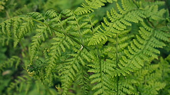 Close-up of vibrant green fern fronds in a forest