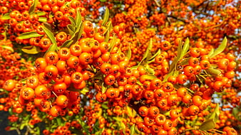 Vibrant Orange Rowan Berries on a Sunny Autumn Branch