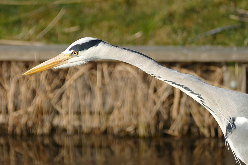 Close-up of Grey Heron Head and Neck in Wetlands