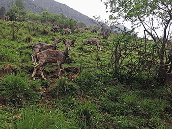 Wild Ibex Herd Grazing on Green Mountain Slope