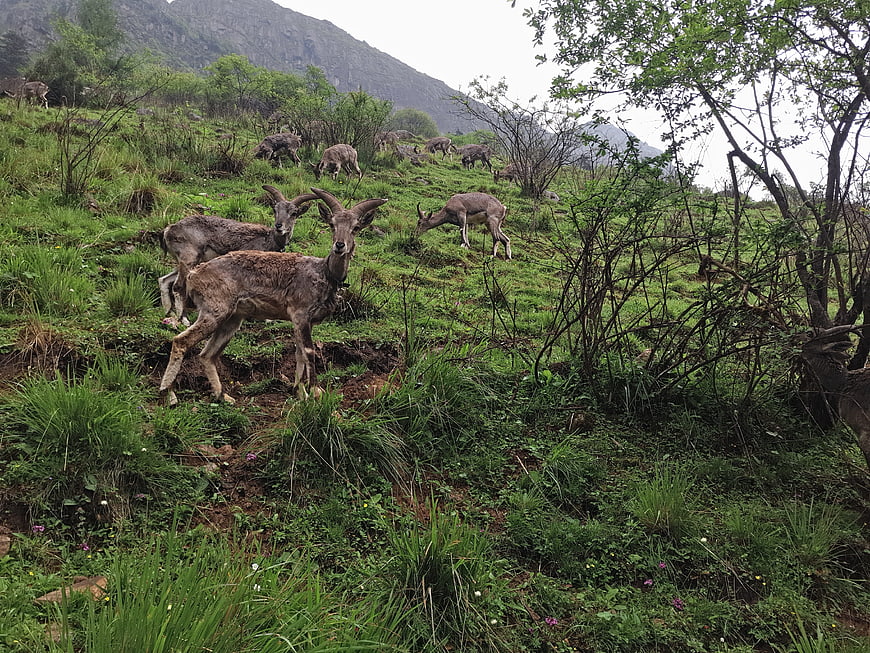 Wild Ibex Herd Grazing on Green Mountain Slope