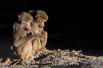 Two Baboons Sitting Together in Sunlight
