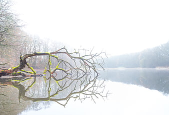 Mossy fallen tree branch reflecting in calm lake water
