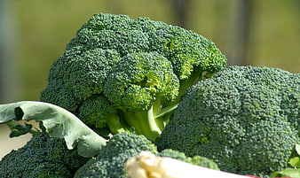 Fresh Green Broccoli Heads Close-Up in Natural Light