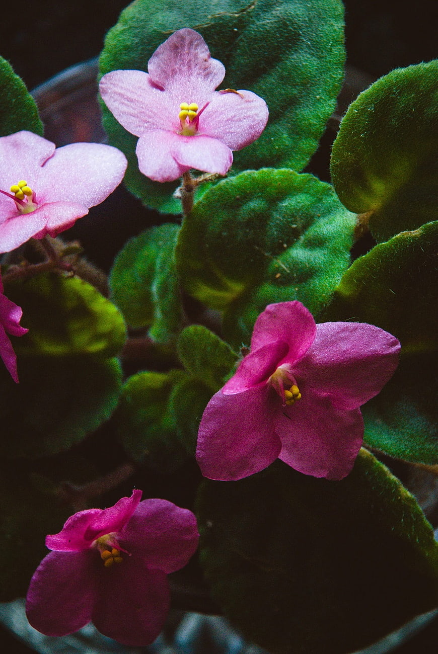 Close-up of vibrant pink African violet flowers with green leaves