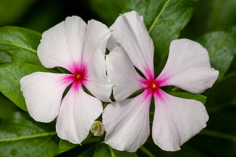 Close-up of white and pink periwinkle flowers on green leaves