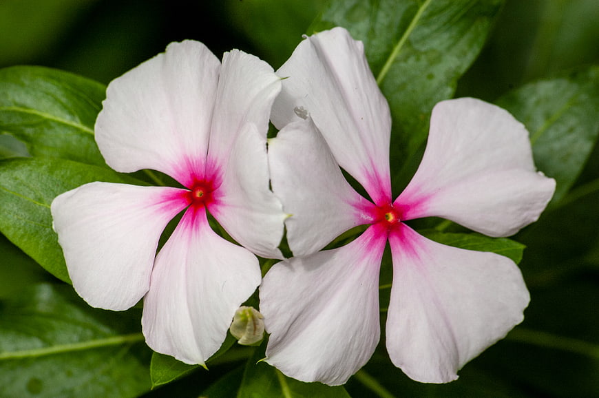 Close-up of white and pink periwinkle flowers on green leaves