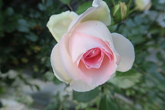 Close-up of a blooming pink and white rose with green foliage background