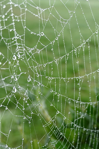 Macro Photography of Spider Web with Dew Drops on Green Background