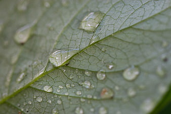 Macro shot of water droplets on a green leaf texture