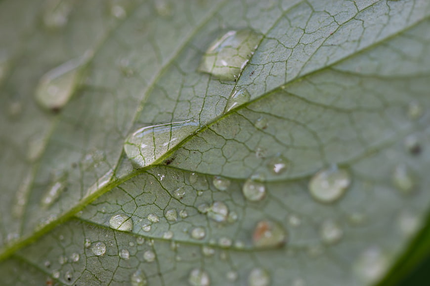 Macro shot of water droplets on a green leaf texture