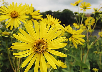 Close-up of vibrant yellow tansy flowers in a garden