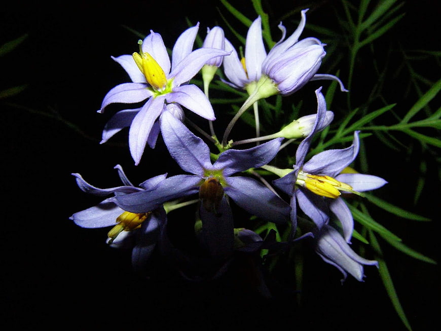 Close-up of purple Solanum flowers with yellow centers