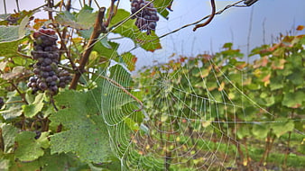 Spider web with morning dew in a vineyard