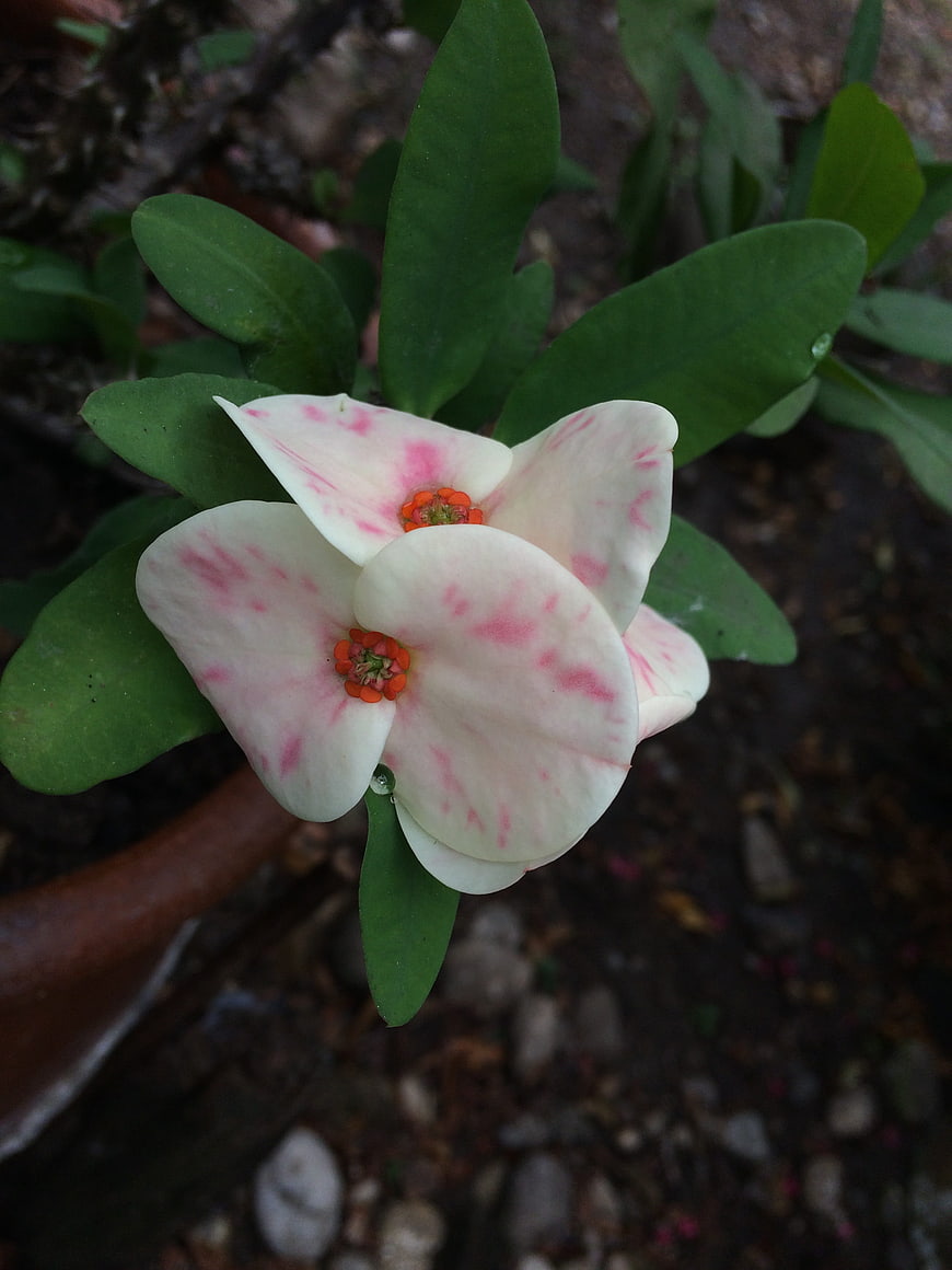 Close-up of white and pink Crown of Thorns flower