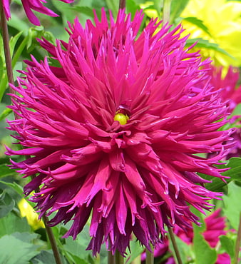Vibrant deep pink cactus dahlia flower close-up