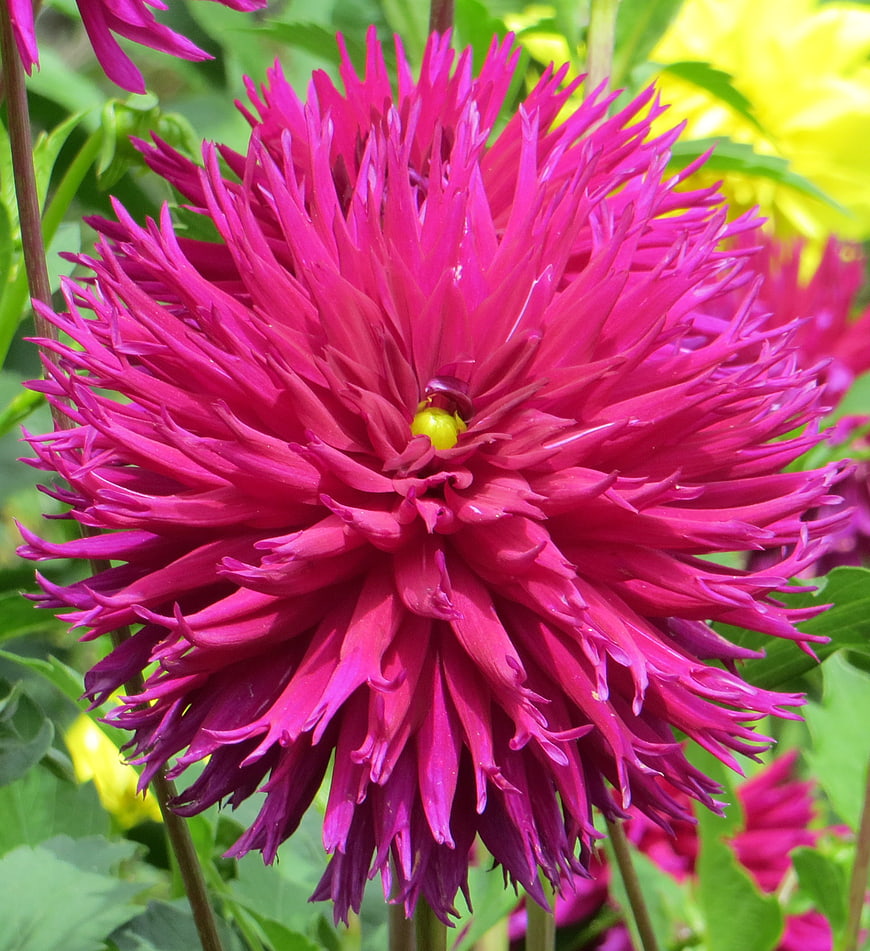 Vibrant deep pink cactus dahlia flower close-up