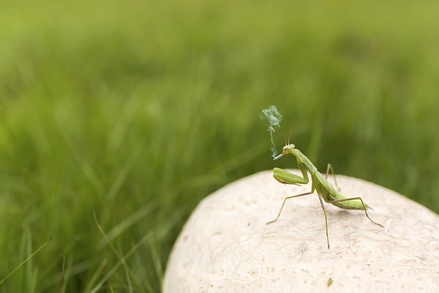 Praying Mantis Smoking Cigarette on Mushroom in Grass