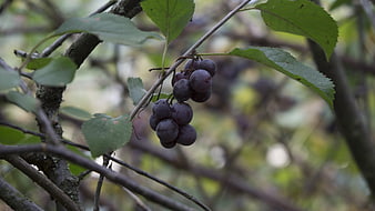 Cluster of dark grapes hanging on a vine branch
