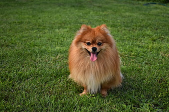 Fluffy Pomeranian Dog Sitting On Green Grass