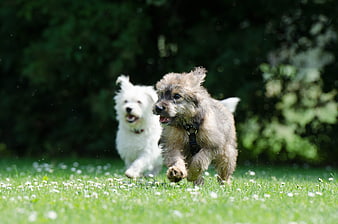 Two fluffy puppies running joyfully on a sunny green lawn