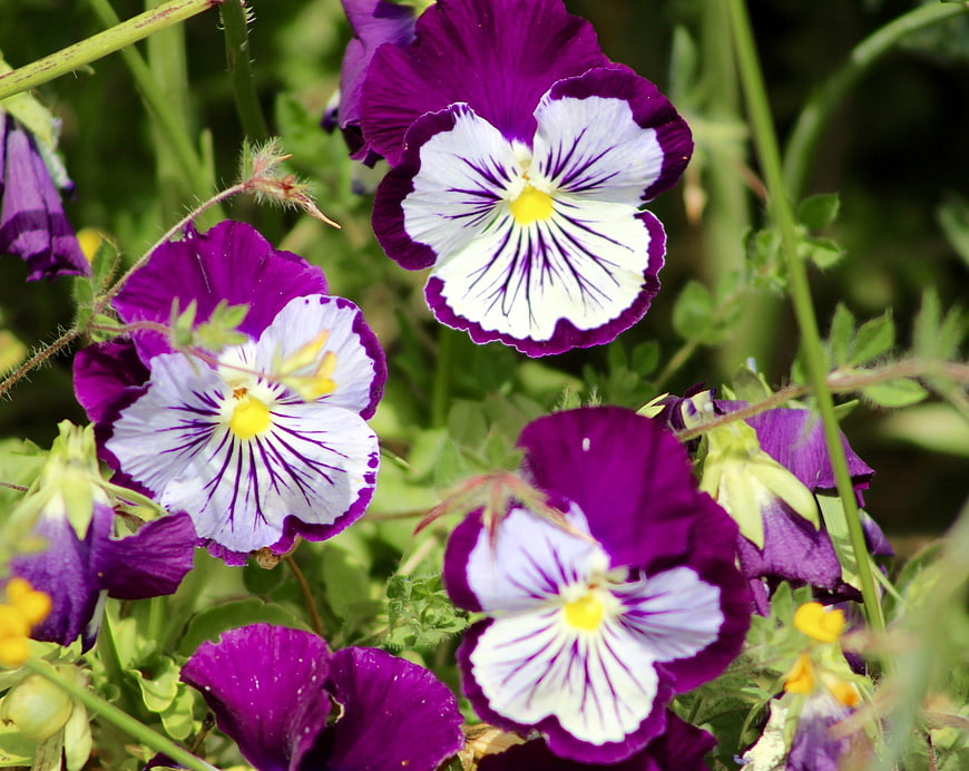 Vibrant Purple and White Pansies in a Garden