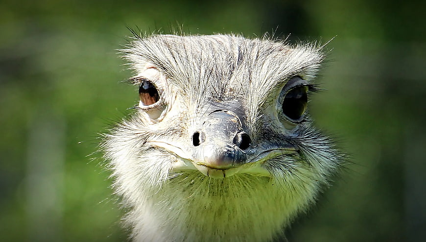 Close-up portrait of an ostrich face with large eyes