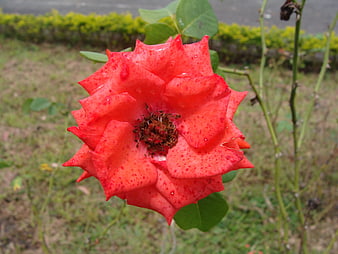Close-up of vibrant red rose with water droplets