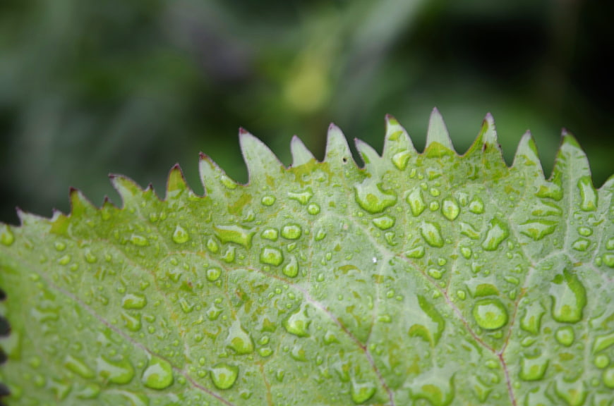 Macro shot of green leaf with water droplets