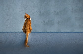 Orange Tabby Cat Sitting On Blue Wall