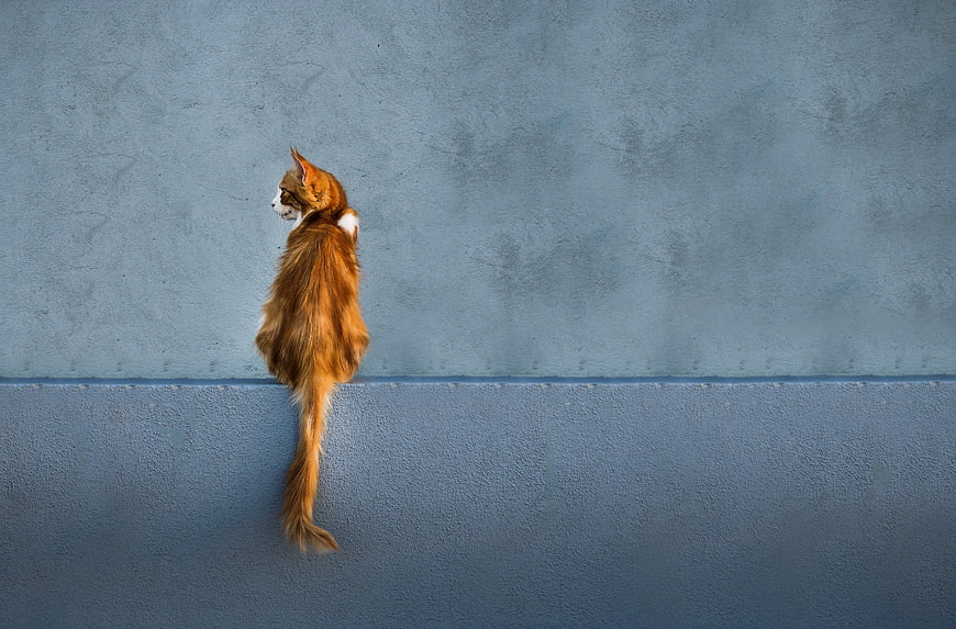 Orange Tabby Cat Sitting On Blue Wall