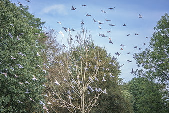 Flock of pigeons flying over trees in blue sky