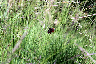 Peacock butterfly resting on tall green grass in a meadow