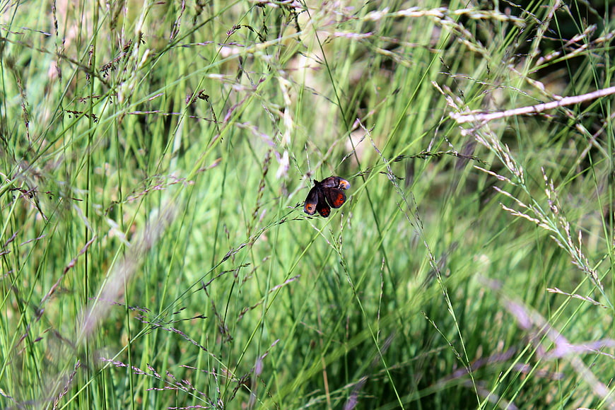 Peacock butterfly resting on tall green grass in a meadow