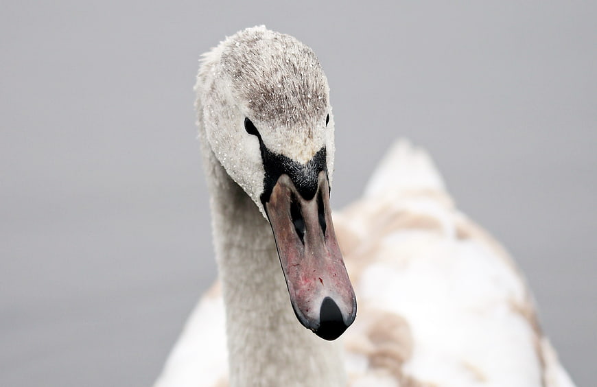 Close-up portrait of a white swan head with frosty feathers