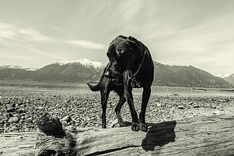 Black dog scratching on driftwood at rocky beach with mountains