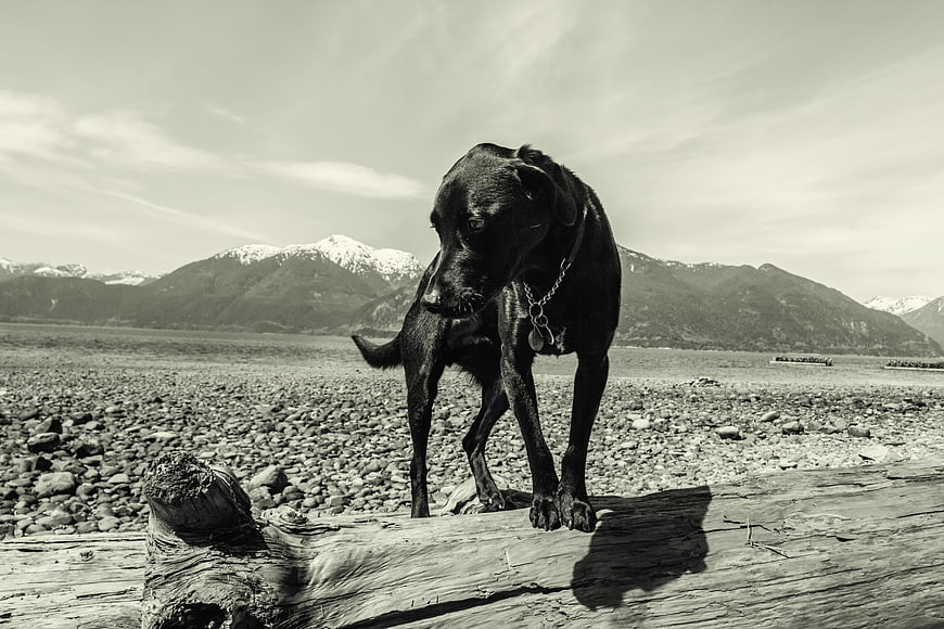 Black dog scratching on driftwood at rocky beach with mountains