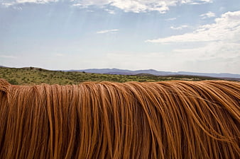 Close-up of brown horse mane against green landscape