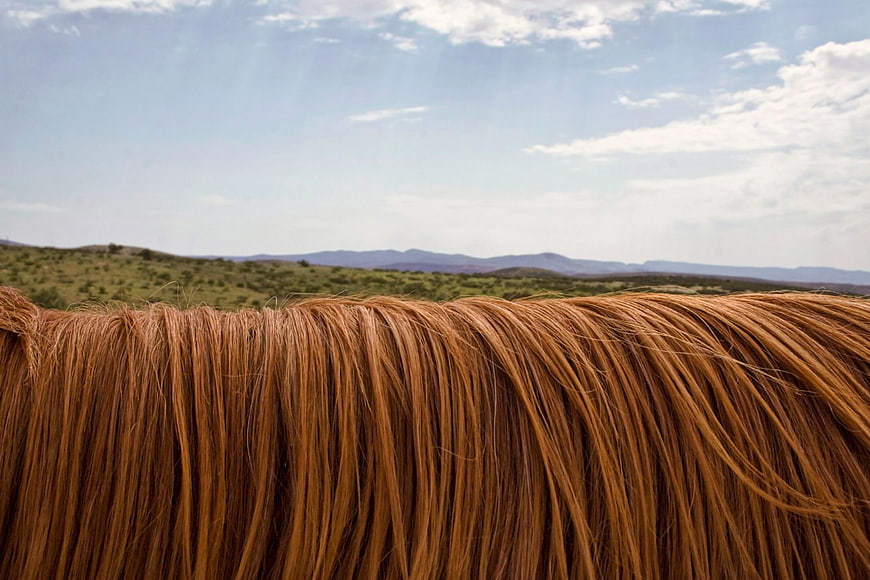 Close-up of brown horse mane against green landscape