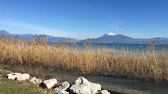 Winter landscape with reeds, lake, and snow-capped mountain