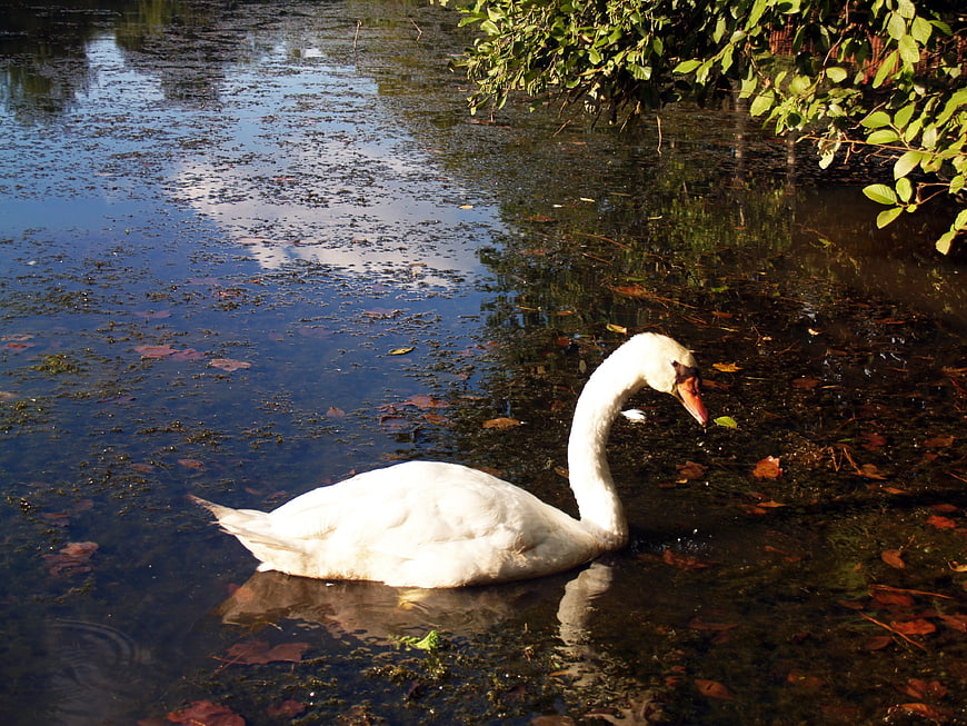 White Swan Swimming in Pond with Reflections