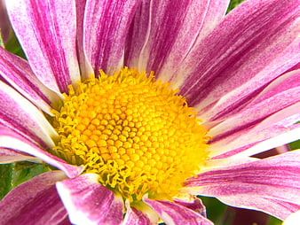 Close-up of Pink and Yellow Daisy Flower Center