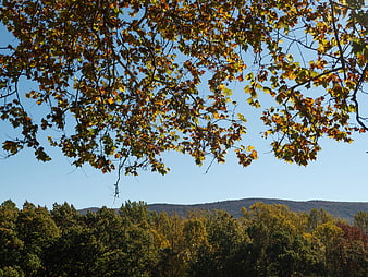 Autumn Tree Branches Against Blue Sky and Forest
