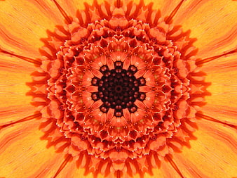 Macro Close-Up of Vibrant Orange Gerbera Daisy Center