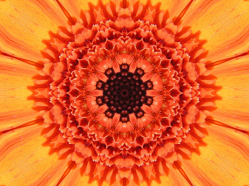 Macro Close-Up of Vibrant Orange Gerbera Daisy Center