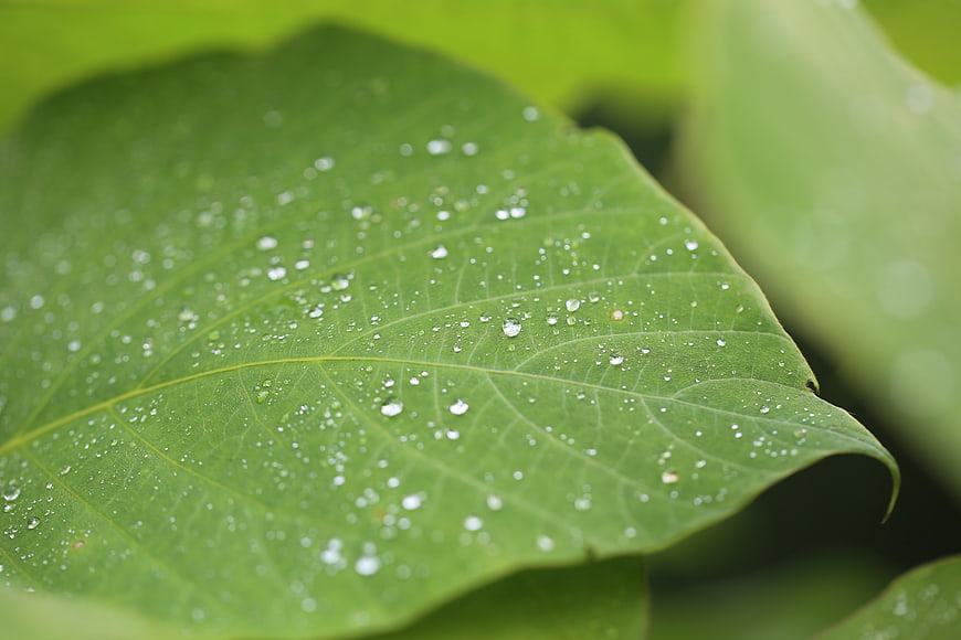 Close-up of green leaf with water droplets and veins