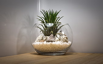 Glass Bowl Terrarium with Succulent and White Pebbles