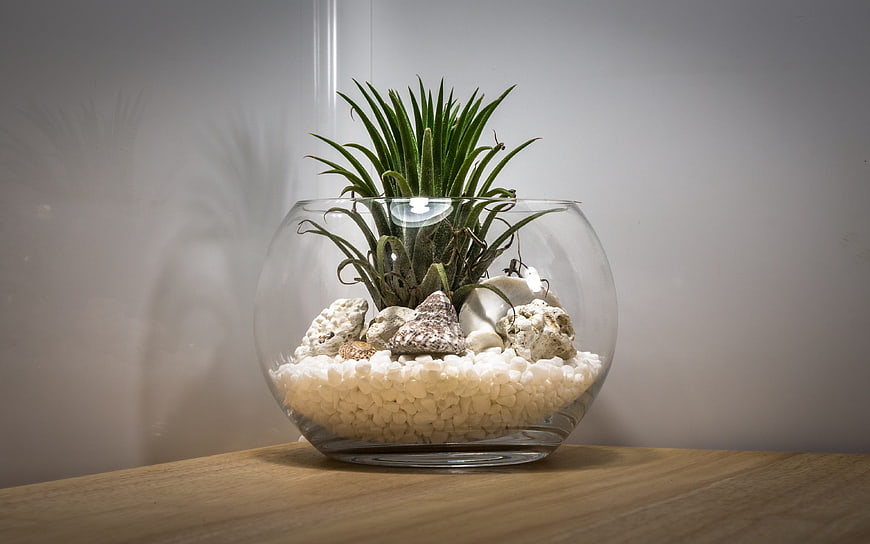 Glass Bowl Terrarium with Succulent and White Pebbles