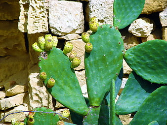 Green prickly pear cactus with fruit against stone wall