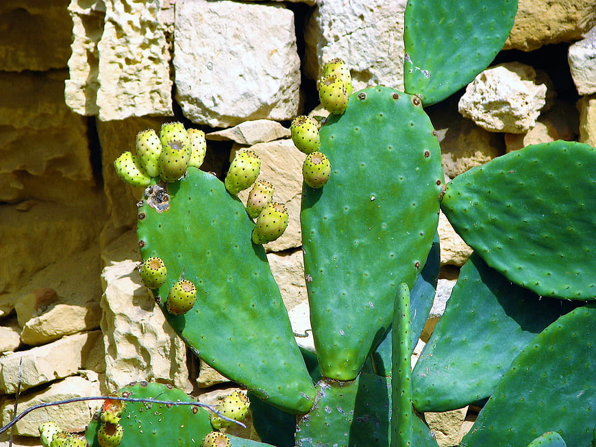 Green prickly pear cactus with fruit against stone wall